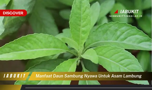 manfaat daun sambung nyawa untuk asam lambung