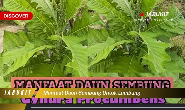 manfaat daun sembung untuk lambung