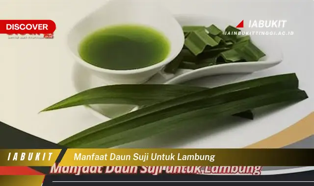 manfaat daun suji untuk lambung