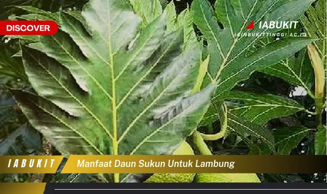 manfaat daun sukun untuk lambung