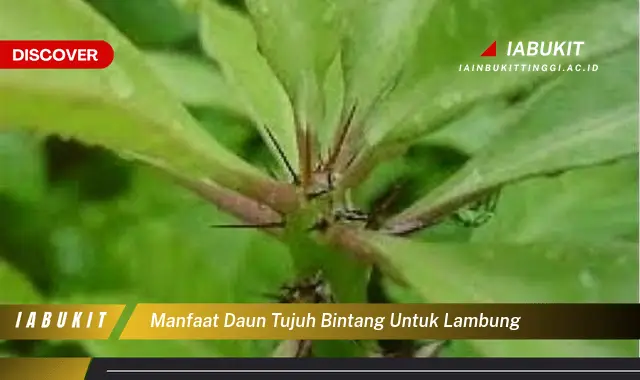 manfaat daun tujuh bintang untuk lambung