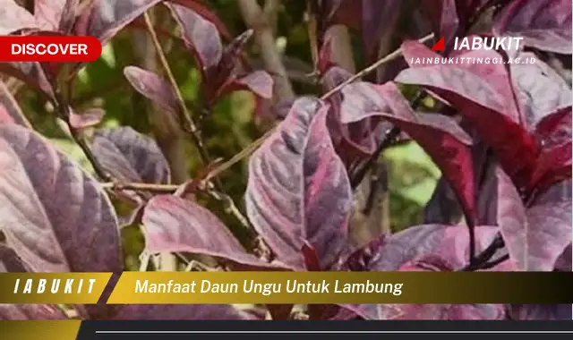 manfaat daun ungu untuk lambung