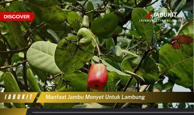 manfaat jambu monyet untuk lambung