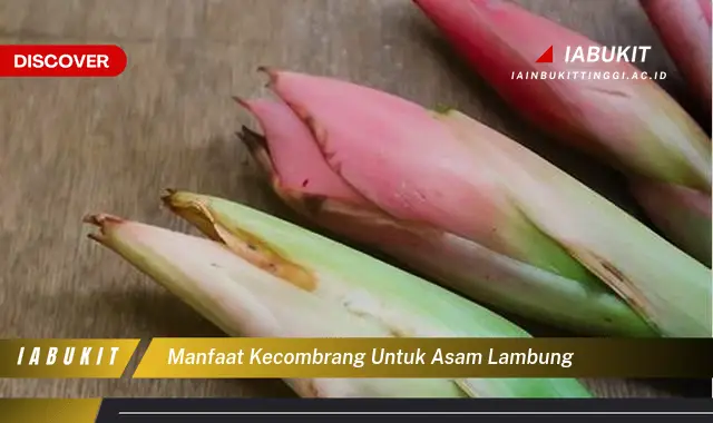 manfaat kecombrang untuk asam lambung