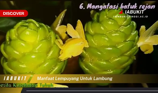 Telisik 7 Manfaat Lempuyang untuk Lambung yang Jarang Diketahui - Discover