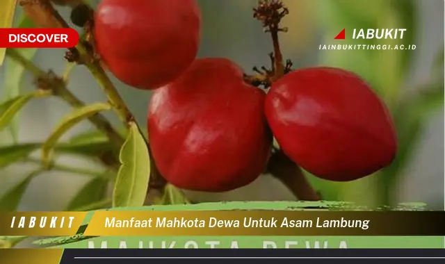 manfaat mahkota dewa untuk asam lambung