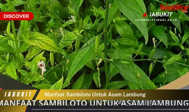 manfaat sambiloto untuk asam lambung