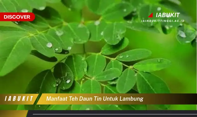 manfaat teh daun tin untuk lambung