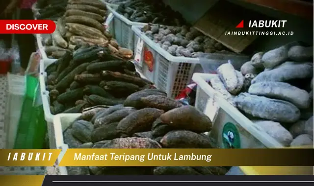 manfaat teripang untuk lambung