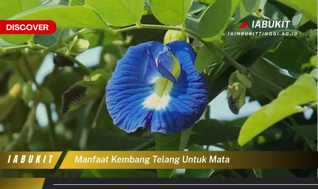 manfaat kembang telang untuk mata manfaat kembang telang untuk mata