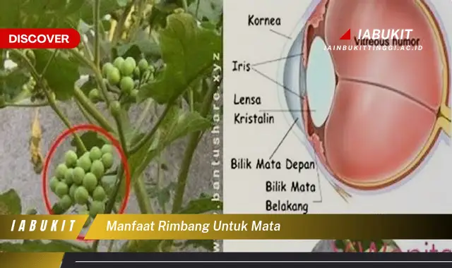 manfaat rimbang untuk mata