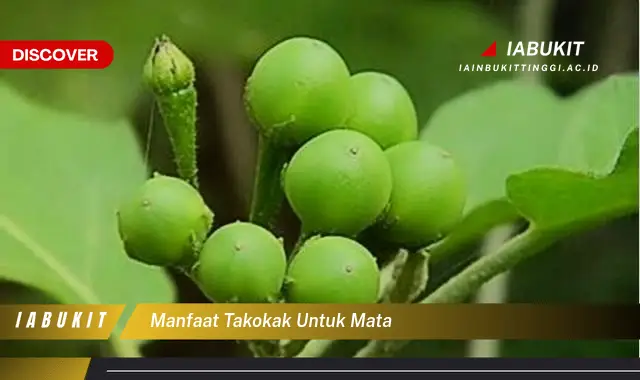 manfaat takokak untuk mata