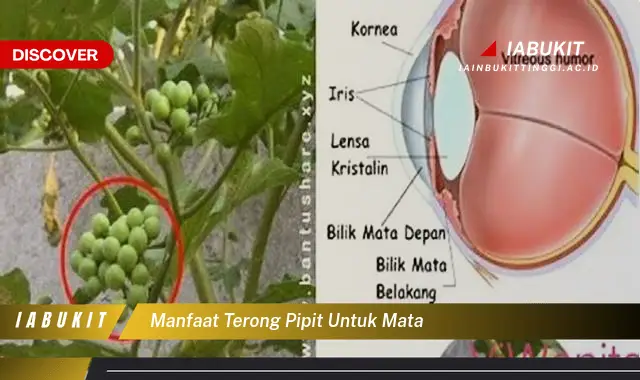 manfaat terong pipit untuk mata