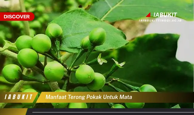 manfaat terong pokak untuk mata