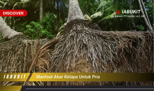 manfaat akar kelapa untuk pria manfaat akar kelapa untuk pria