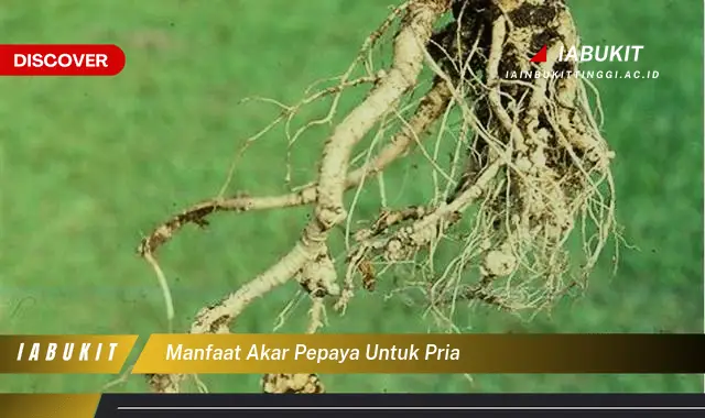 manfaat akar pepaya untuk pria