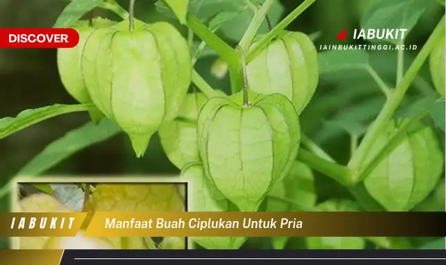 manfaat buah ciplukan untuk pria