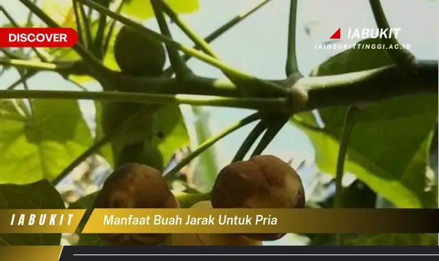 manfaat buah jarak untuk pria manfaat buah jarak untuk pria