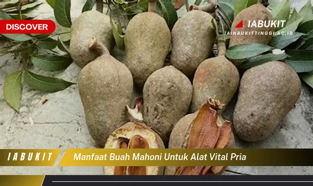 manfaat buah mahoni untuk alat vital pria