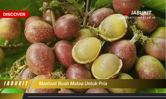 manfaat buah matoa untuk pria