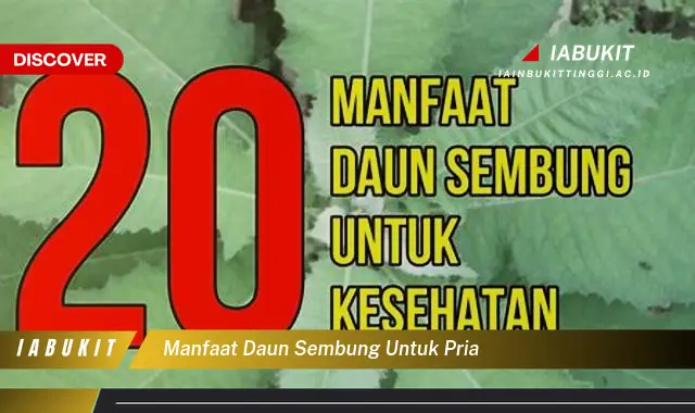 manfaat daun sembung untuk pria