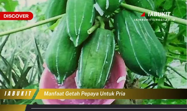 manfaat getah pepaya untuk pria