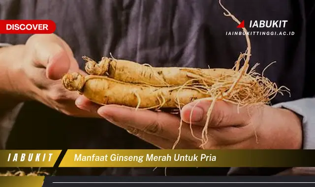 manfaat ginseng merah untuk pria