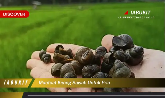 manfaat keong sawah untuk pria