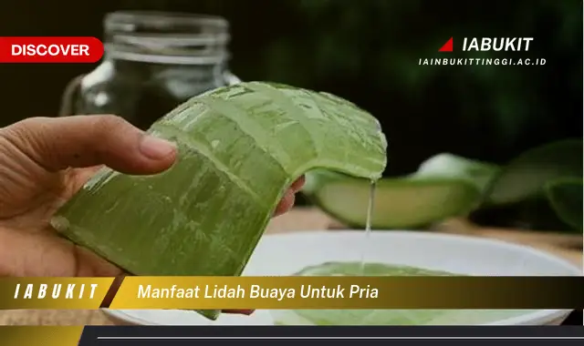 manfaat lidah buaya untuk pria