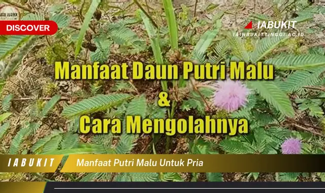 manfaat putri malu untuk pria