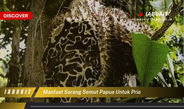 manfaat sarang semut papua untuk pria