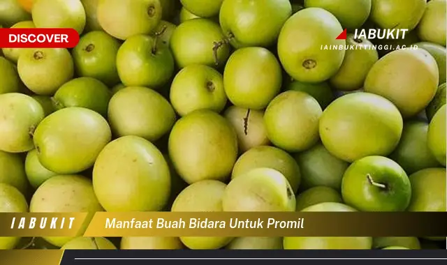 manfaat buah bidara untuk promil