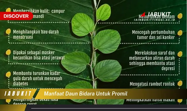 manfaat daun bidara untuk promil