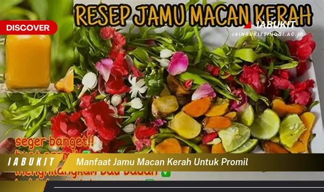 manfaat jamu macan kerah untuk promil