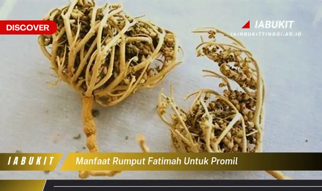 manfaat rumput fatimah untuk promil