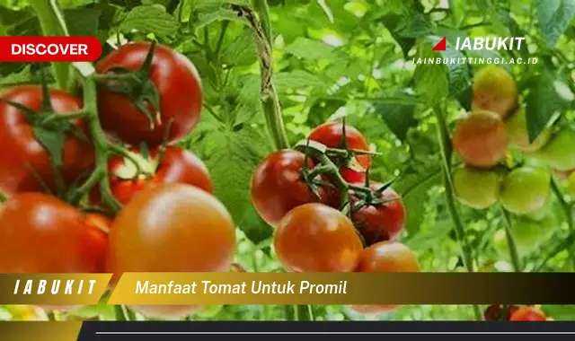 manfaat tomat untuk promil