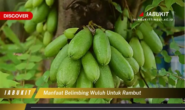 manfaat belimbing wuluh untuk rambut