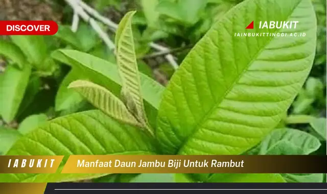 Intip 7 Manfaat Daun Jambu Biji untuk Rambut yang Wajib Kamu Ketahui - Discover