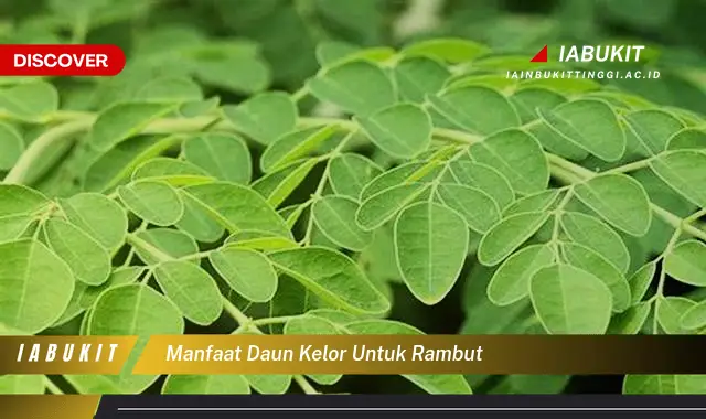 manfaat daun kelor untuk rambut