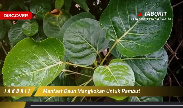 manfaat daun mangkokan untuk rambut