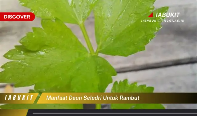 manfaat daun seledri untuk rambut