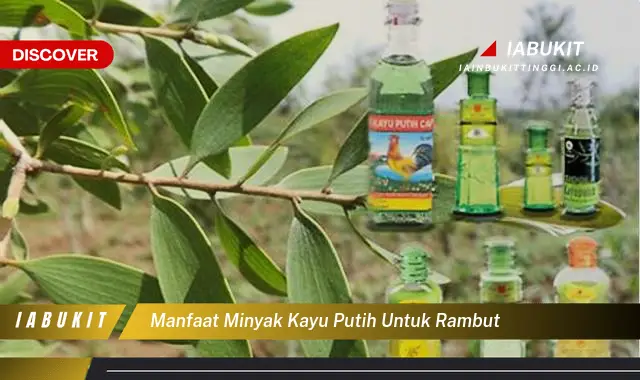 manfaat minyak kayu putih untuk rambut manfaat minyak kayu putih untuk rambut