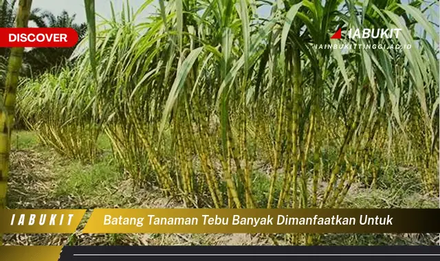 Temukan 7 Manfaat Batang Tanaman Tebu Yang Bikin Kamu Penasaran Discover