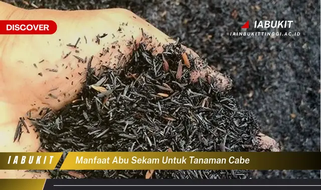 manfaat abu sekam untuk tanaman cabe