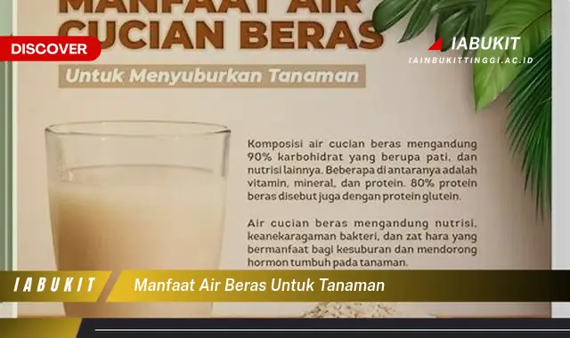 manfaat air beras untuk tanaman