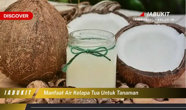 manfaat air kelapa tua untuk tanaman