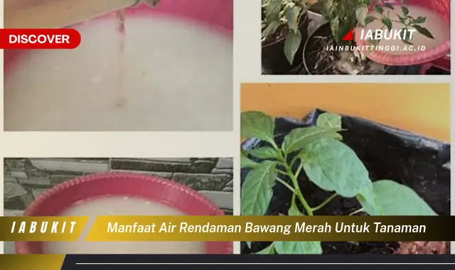 manfaat air rendaman bawang merah untuk tanaman