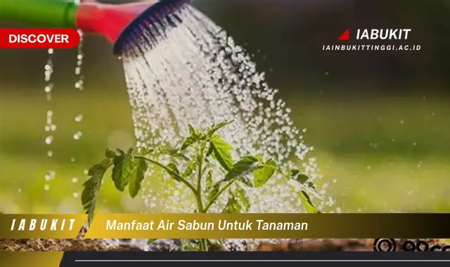 manfaat air sabun untuk tanaman