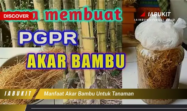 manfaat akar bambu untuk tanaman