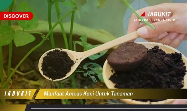 Intip 7 Manfaat Ampas Kopi Untuk Tanaman Yang Bikin Kamu Penasaran